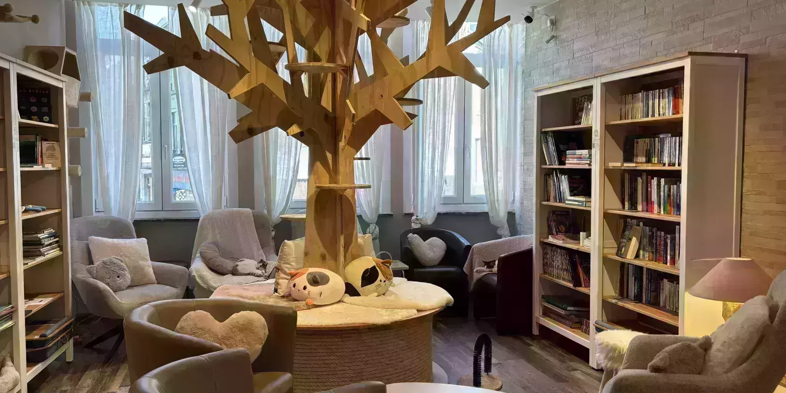espace bibliothèque avec arbre à chats et fauteuils confortables